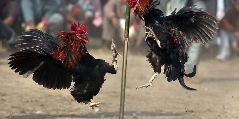 Trực Tiếp Đá Gà Ww88 - Đỉnh Cao Chọi Gà, Hấp Dẫn Từng Giây Đá gà nhận nhiều phần thường