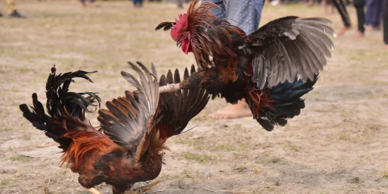 5+ Bí Quyết Đá Gà Cựa Dao Của Những Tay Chơi Lâu Năm Đá gà cựa dao là gì?