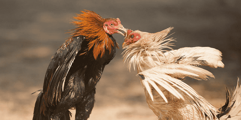 Kinh Nghiệm Chơi Đá Gà Campuchia Luôn Thắng 2025 Hiểu rõ các cửa cược đá gà Campuchia