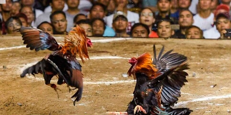 Cá Cược Đá Gà Trực Tiếp C4 Đơn Giản, Hiệu Quả Tại Ww88 Các hình thức đá gà trực tiếp C4 phổ biến