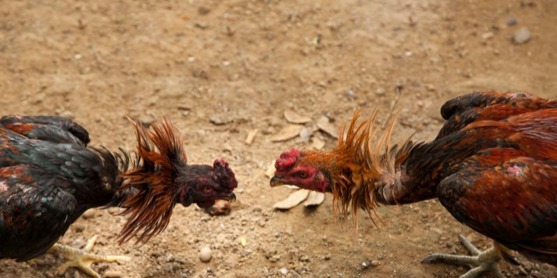 Đá Gà Philippines Sàn Đấu Đẳng Cấp Của Chiến Kê Top Đầu Sơ lược về đá gà Philippines